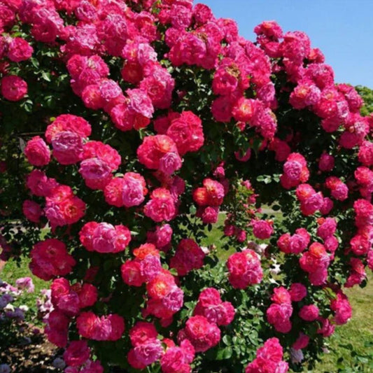 Twisora⢠Elegant Climbing Rose Flower Seeds